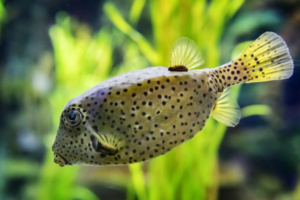 RipleysAquaCA's tweet image. While spending most of its life on the reef, the yellow boxfish will eat small invertebrates, crustaceans, and sponges, when it&apos;s not grazing algae. 

It will also use its puckered lips to blow water on coral and sand to find any prey that&apos;s hiding. #FeaturedFishFriday #boxfish
