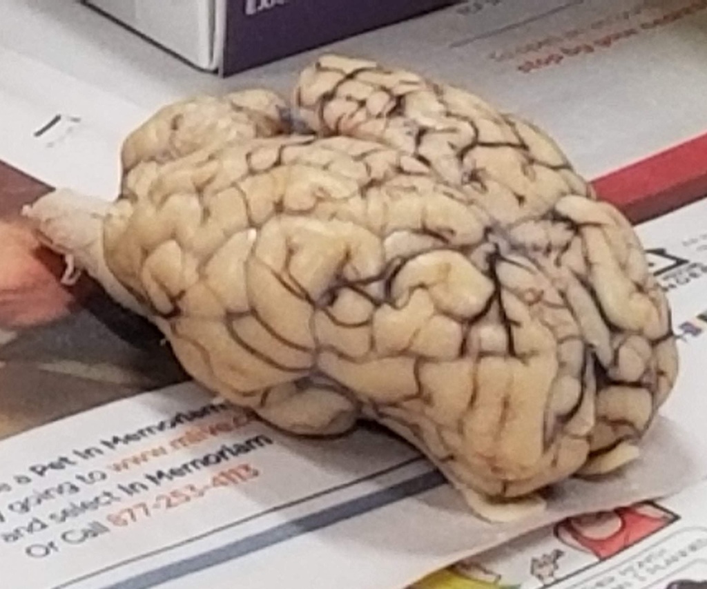 SCSEagles1's tweet image. WMU&apos;s Stryker School of Medicine visited today to work with our 7th graders learning about the brain.  The learned about memorization &amp;amp; recall, how taste and vision work together, and were able to view the lobes of an actual sheep brain.