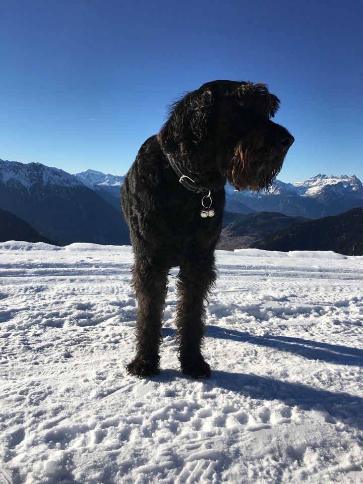VSmithDressage's tweet photo. 16th Jan 2020, 14:21 hrs, my dearest Uffa bid the world farewell. Sleep peacefully my love, you will always live on in my memory!🐾♥️  Mon très cher Uffa fait ses adieux au monde. Dors paisiblement mon amour, tu vivras toujours dans ma mémoire. More ➸ https://t.co/jAyipMCJLm https://t.co/k4rAS4T15Q