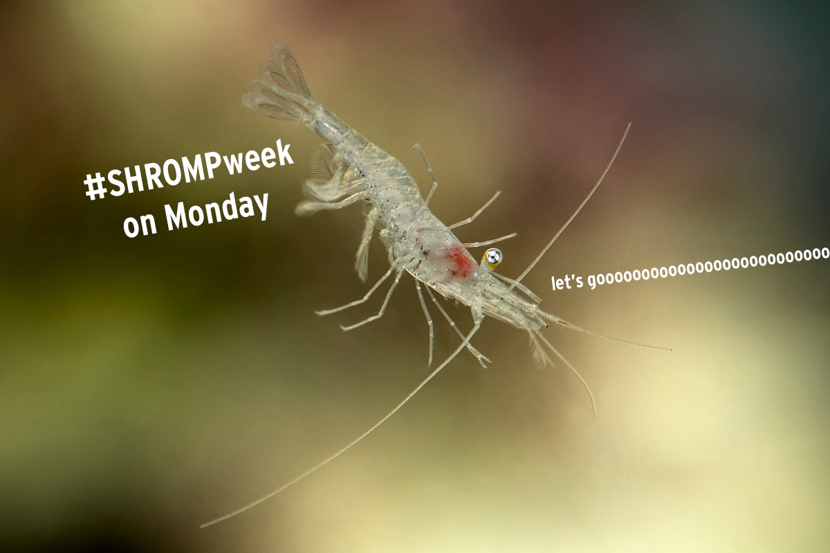 A glass shrimp tagged #SHROMPWeek on Monday with it saying "Let's gooooooo"