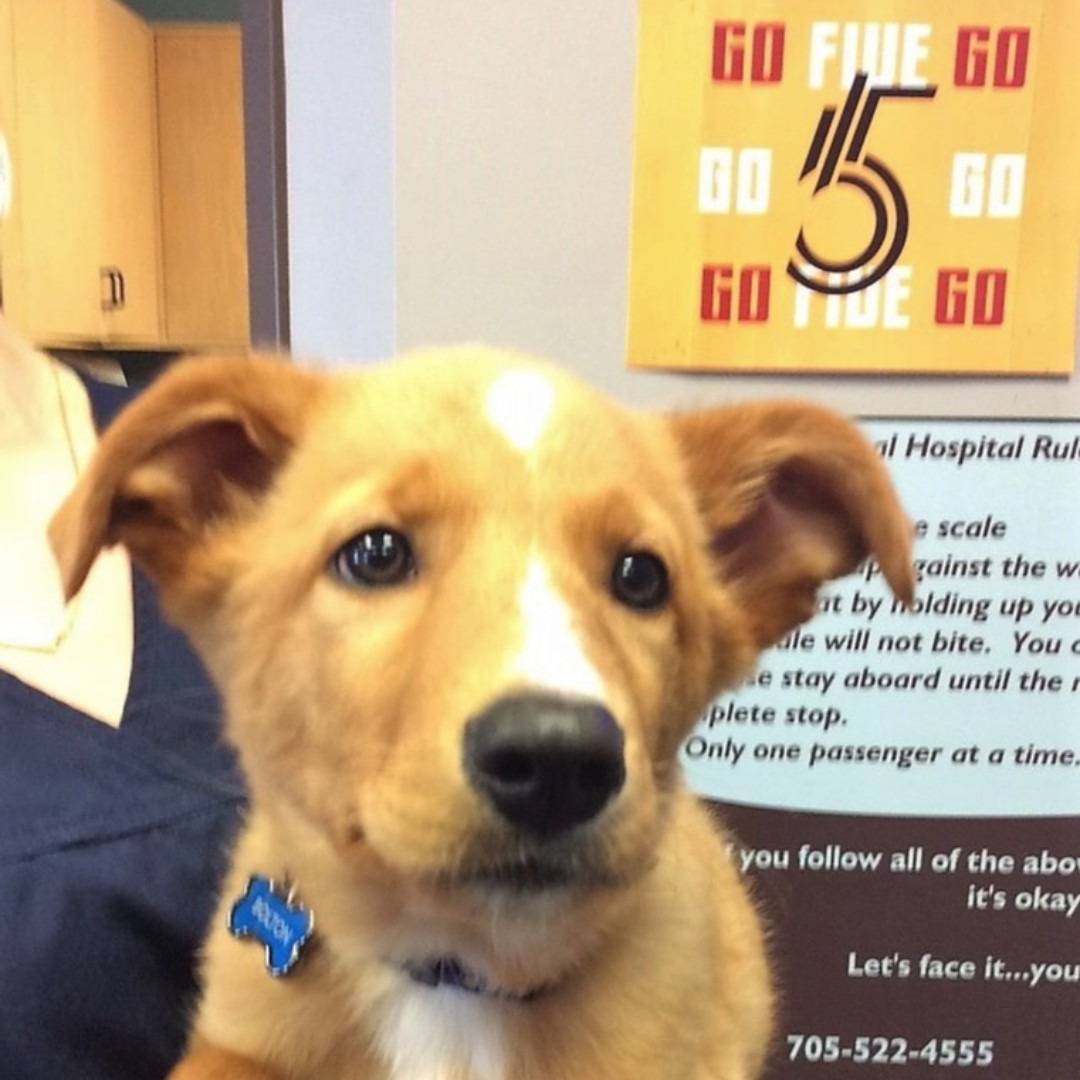 LockerbyAnimal's tweet photo. Bolton would like to remind everyone to go out and support @thesudburyfive basketball team tonight at their 7pm game! Go Five Go!  #lockerbyanimalhospital #thesudburyfive #sudburybasketball #gofive https://t.co/NVZNoCZgRf
