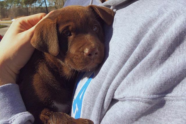 DerbyDailyDog's tweet photo. Happy gotcha day to this sweet nugget 🐶 #gotchaday #littled .
.
.
.

#puppiesofinstagram #todayshowpets #dogoftheday #labradorretriever #lab #rescuedog #instapuppy #adoptdontshop #labrador #chocolatelab #pup #dailywoof #woof #rescue #bark #cute #ador… https://t.co/GwMfCTfLA8 https://t.co/7s6y6GRxai