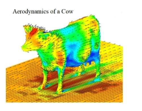 Aerodynamics of a Cow