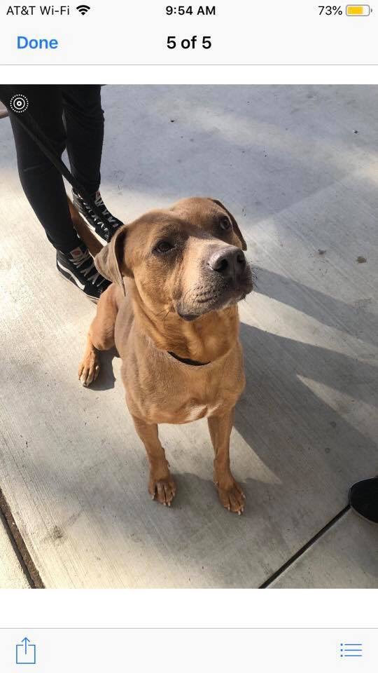 LOST DOG Long Beach area!!!
Please keep and eye out for Hiccup. About 50# and about 1.5-2 years old just neutered pit or pit mix. He slipped out of his collar and got away from his people. He’s sweet but may be hungry and/or scared. Call  Erin 310-890-8803 if you see him!