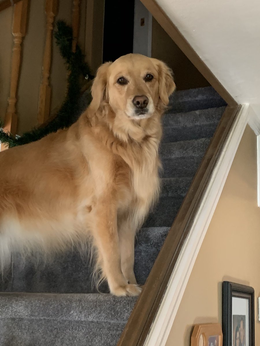 katytimko's tweet photo. @PAVGOD Love to see all the people from the stairs 🥰 https://t.co/VVXtXUdk7F