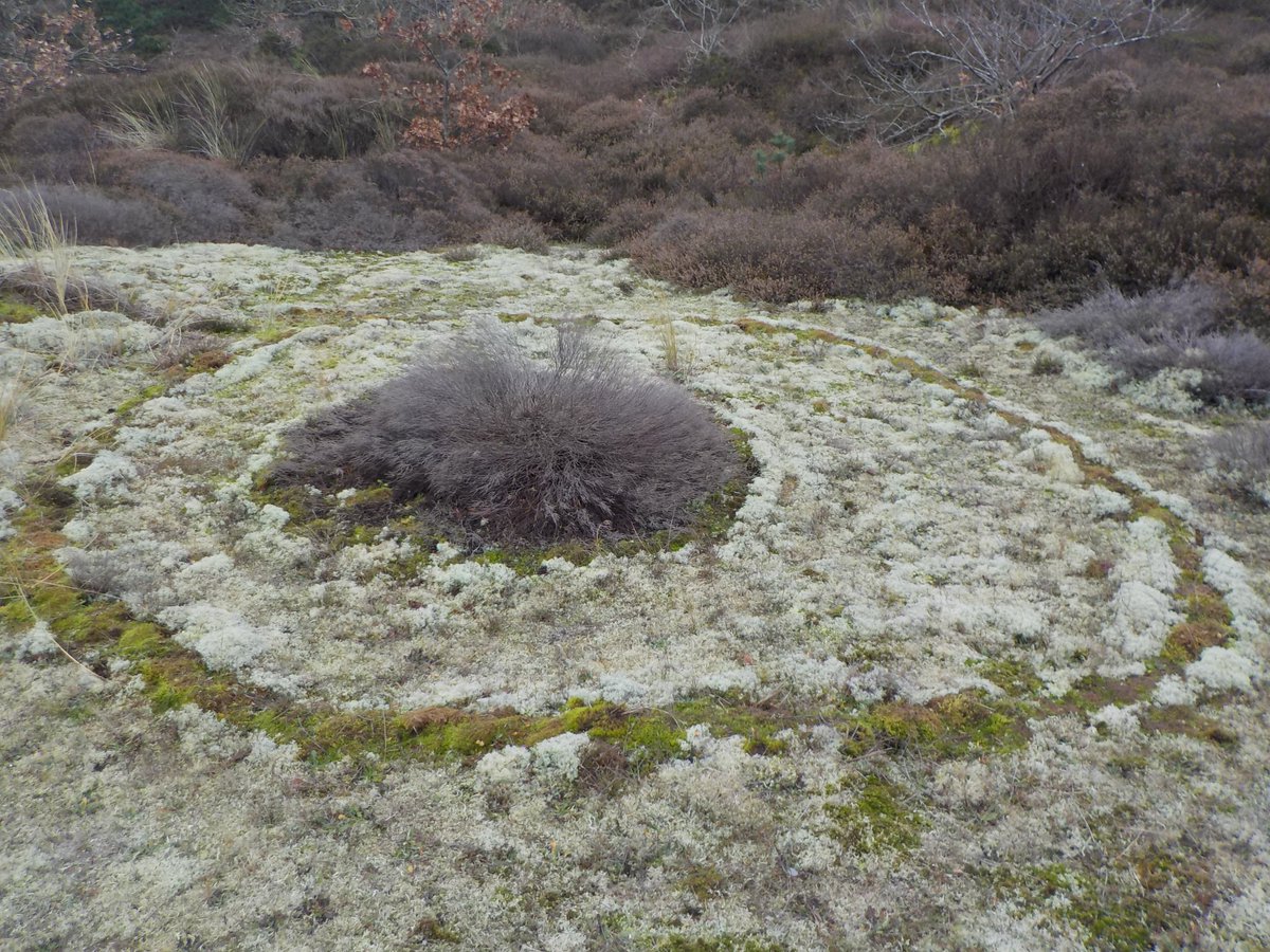 aardfully's tweet image. Witch circle, which caused it?