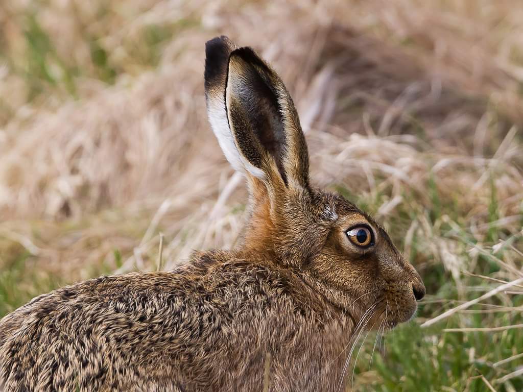 NetsNot's tweet photo. #HS2IsEcocide Anyone at #Harvil @XRebellionUK the Brown Hares are just one of the animals there at risk Read more about the #Buckinghamshire #BrownHares #HS2FastTrack2Extinction https://t.co/hIZC8DUnWA