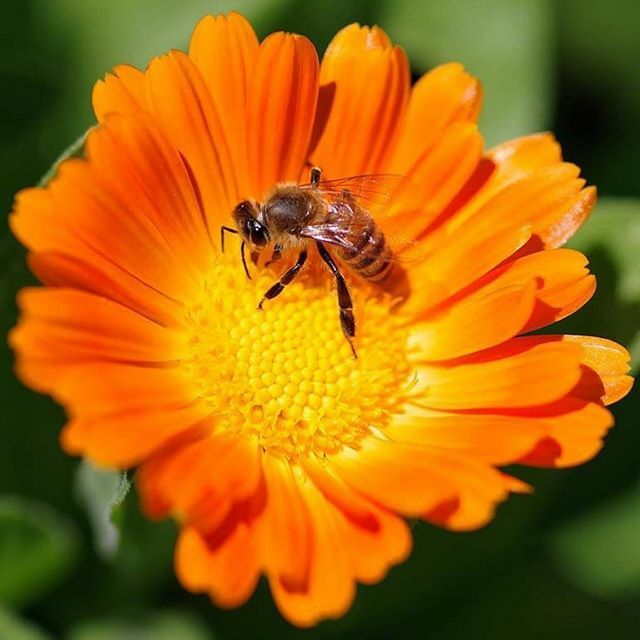 When nature calls.⠀
.⠀
.⠀
.⠀
.⠀
.⠀
.⠀
.⠀
#bayleaforiginals #bee #insect #marigold #dallassrboretum  #texas #macro_brilliance #macro_perfection #nature_of_our_world #macro_captures #ig_bestmacros #macroclique #naturephotoportal #nature_wizards #na… ift.tt/360UbbK