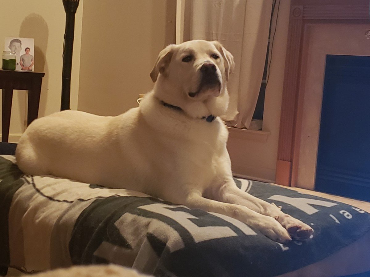 DawnWhiteNews's tweet photo. Houston wishes you a nice weekend and hopes you stay warm with the cold temperatures ahead! What are you and your pets plans? ❄️
#weekendvibes #weekendfeeling #TGIFeelGoodFriday #TGIF #labrashepherd #AdoptDontShop #yellowlab #labradorretriever #labrador #GermanShepherd https://t.co/m2RbCNgrQw