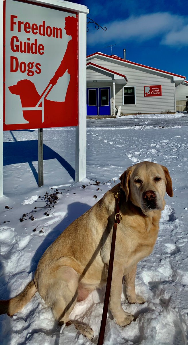 Follow us on twitter! Like us on Facebook! #freedomguidedogs #cassville #NY #guidedog #labrador #snow #upstateny