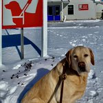 Photo by Freedom Guide Dogs (@FreedomGuideDog)