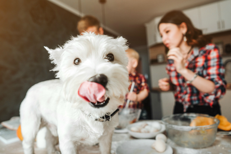 EverydayVAServ's tweet photo. 3 Ways to Prepare Your Home for a Dog - don't bring a new dog home without check out this blog post first! https://t.co/eCmmwtbMI8 https://t.co/Jfg7as5q6H