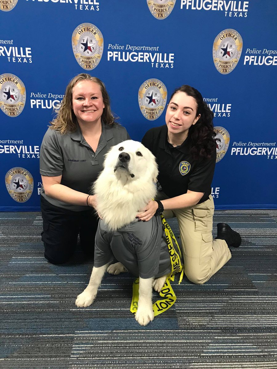 Pf_Police's tweet photo. Pfabio has dreams of being a police officer and helping his community. He's also tried out for the Crime Scene Unit. Do you share Pfabio's dream? Visit https://t.co/5HgNLLoFG8 for more information on joining our department. https://t.co/Y9qlA0JD0Z