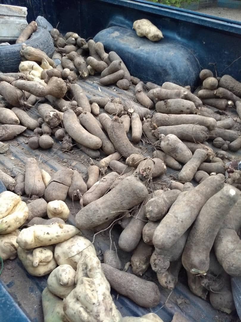 AyshaBintMahmud's tweet image. Along side being a computer programmer and  a Blogger. I Farm for a living with the aim of making Nigeria food secured, & yesterday we harvested Yam, Sweet potatoes & beans. I Sell in bulk & pieces. This is my Hustle & my customer might just be on your Timeline 🙏. Location Abuja