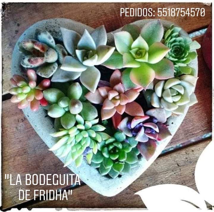 BodeguitaFridha's tweet photo. #DiaDelAmor 💏
#SuculentoCorazon 💚
¡Hola suculentos! 🙋🏻‍♀️
Tenemos los mejores regalos para pasar un inolvidable 14 de Febrero "Día del amor y la Amistad". 
Pide tu corazón con suculentas 💚😍
¡¡ Somos tu mejor opción, atrévete a vivir la experiencia !! 👍🏼🌵🌿🌱

@BodeguitaFridha🌻 https://t.co/AApLXsFIoV