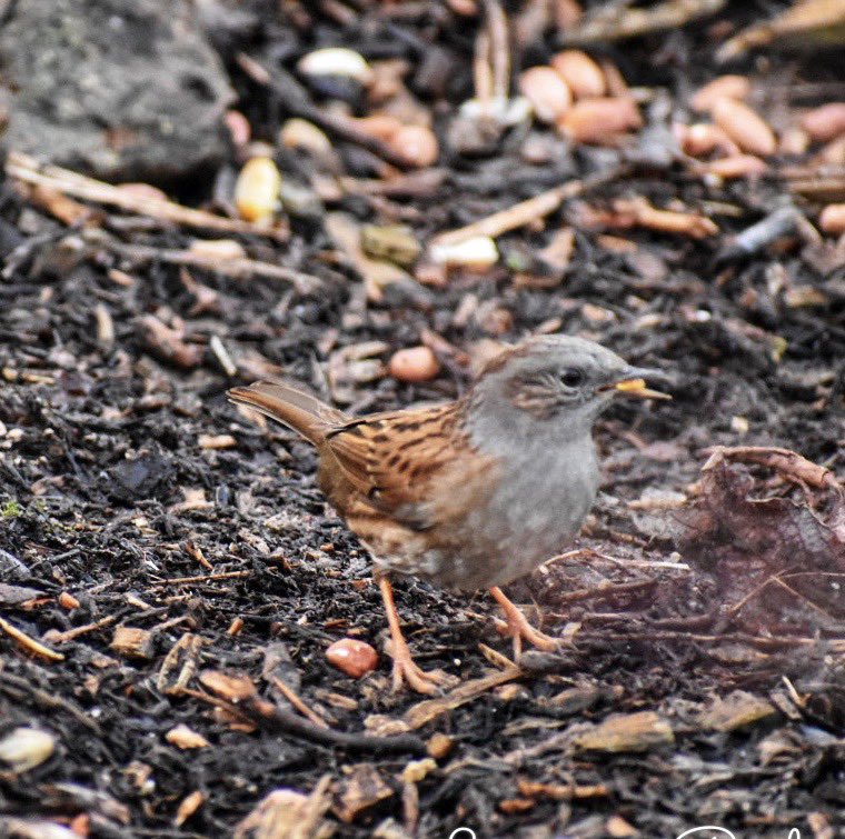 SaveOurSparrows's tweet photo. The sweet #Dunnocks never escape my eye now. It took practice trying to find them, with the areas they camouflage so well in. Allowing them to forage safer for seeds scattered.
Once known as the #HedgeSparrow #GroundFeeder #FeedTheBirds Thankyou https://t.co/RktsDJJKaq