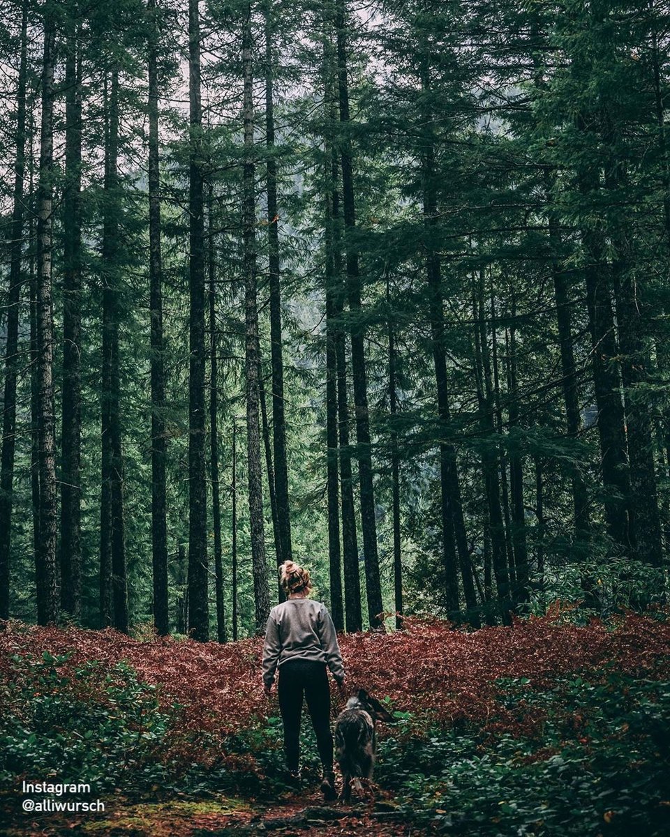 TravelSalem's tweet photo. Get your dose of fresh air over in Detroit's forests ๐ฒ #SalemIsMOPO #TravelSalem #DetroitORโ
โขโ
โขโ
โขโ
๐ธ: @alliwursch (IG) https://t.co/FV4lln6b58