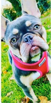 🆘LOLA #STOLEN #ScanMe PLEASE SHARE😢 
Lilac Tan French Bulldog Female 
Stolen from #Skelmersdale #WN8 
Believed to have been in the #Toxeth area of #Liverpool
Luna stolen with Lola is home.
doglost.co.uk/dog-blog.php?d…