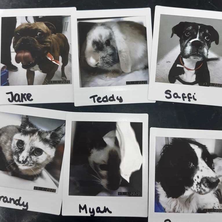 Daily Polaroid 

🐶🐱🐰🐱🐶

#dogsofinstagram #boxersofinstagram #crossbreedsofinstagram #catsofinstagram #siamesesofinstagram #rabbitsofinstagram #veterinary #FridayFeeling #vets4pets #Worcester
