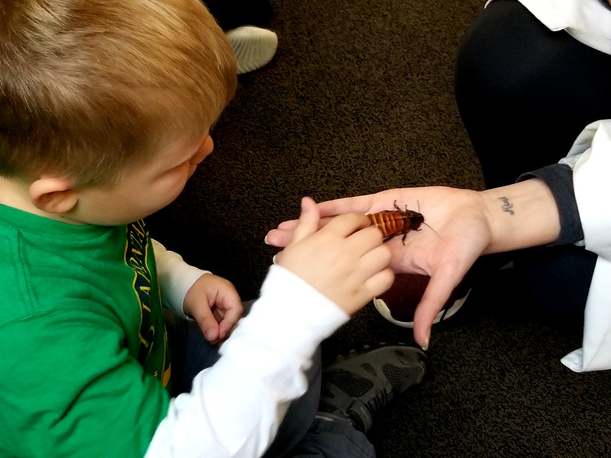 MrsTonya_LPS's tweet photo. Some kindergarteners enjoyed the bug class at the Explorium more than others! https://t.co/7Bade9ygWU