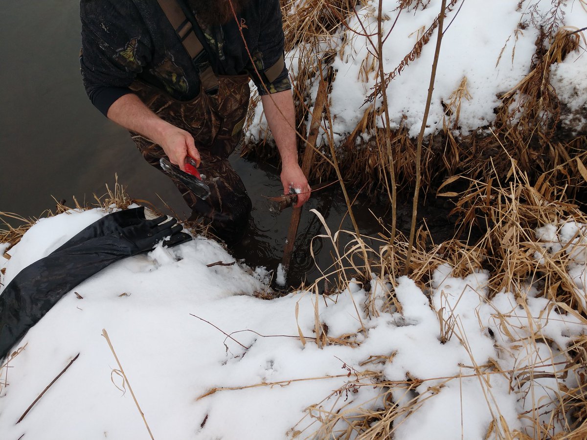 chewcoffeedip's tweet photo. @Pixxydoodle @AverageHunter @OlHossVike @1MonsterMission @JamesSt_PNW @labworxart @KidsThatFish @CaptMarciano @BassingGal @BassTamer @DennisBigelow6 We got to tag along as he made some sets it was pretty interesting
#trapping101 💪🤠👍
#FridayVibes Beaver https://t.co/McdYKgRM0V