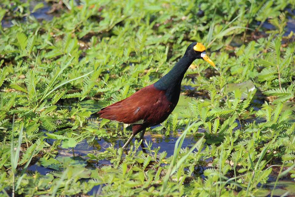 rhythmoftime's tweet image. Birds of Costa Rica..💚