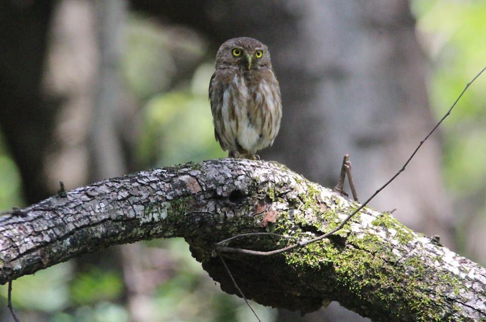 rhythmoftime's tweet image. Birds of Costa Rica..💚