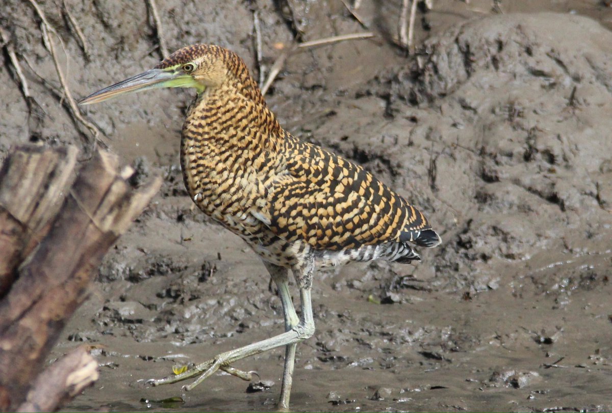 rhythmoftime's tweet image. Costa Rica #birding💚