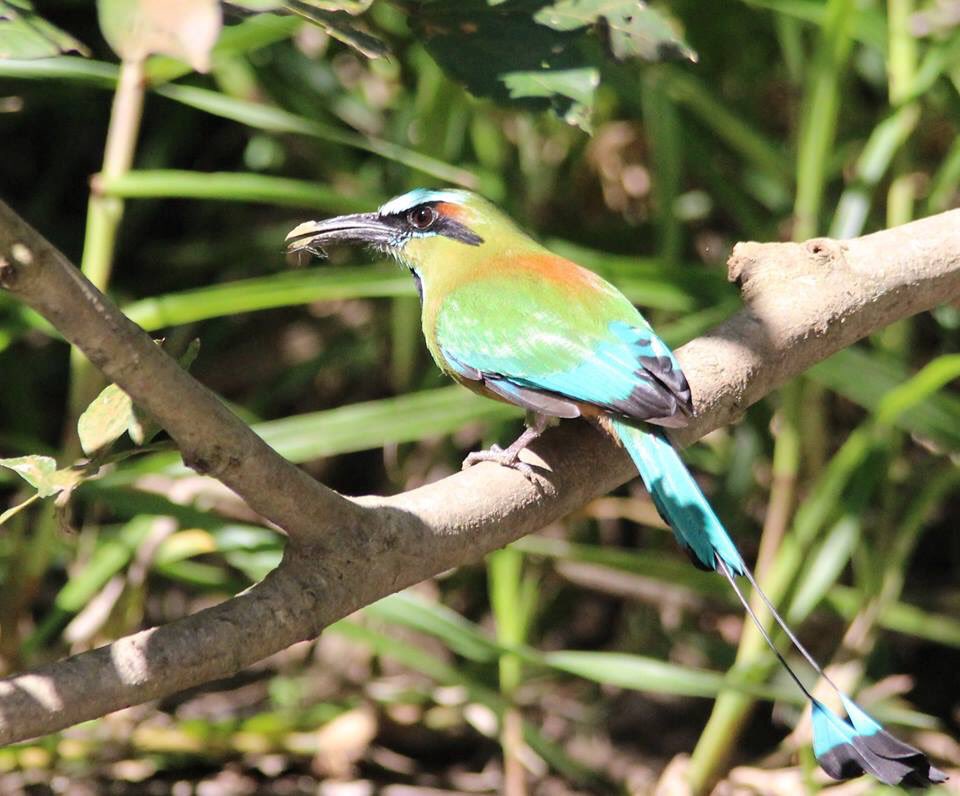 rhythmoftime's tweet image. Costa Rica #birding💚