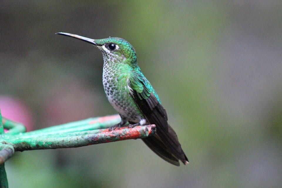rhythmoftime's tweet image. Costa Rica #birding💚