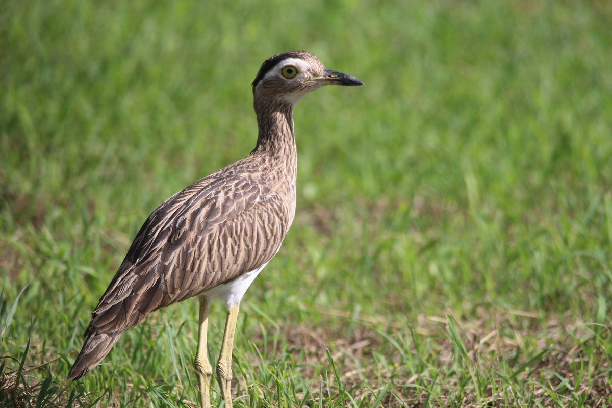rhythmoftime's tweet image. Costa Rica #birding💚