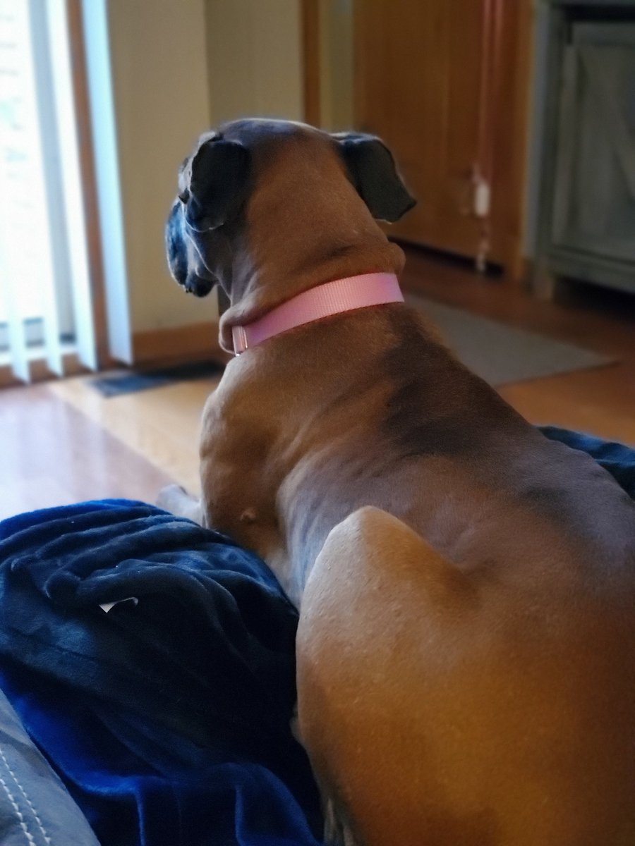 BoxersRule68's tweet image. Marley isn't very happy that its snowing. #txboxergirl #snowisoverrated #fostering #boxerrescue #minnesotalife
#dakotacounty #stayingindoors #winterstorm