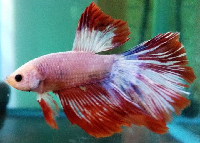 うちのベタさんがお亡くなりになりました。お迎えしてからちょうど約一年半、以前聞いていた寿命とほぼ同じ。なぜかうちのベタさんはもっと生きてくれるでしょって思ってたけど&hellip;残念です。 https://t.c<a href="/tag/mytwitteranniversary"class="tags"><span>#mytwitteranniversary</span></a>