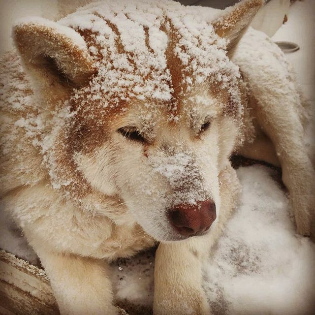 WraptorSkinz's tweet photo. It's snowing and someone is is not happy with me  because i haven't let him inside.
.
.
#malamute #koda https://t.co/jp8Mk26v61 https://t.co/4WanbzA4wB