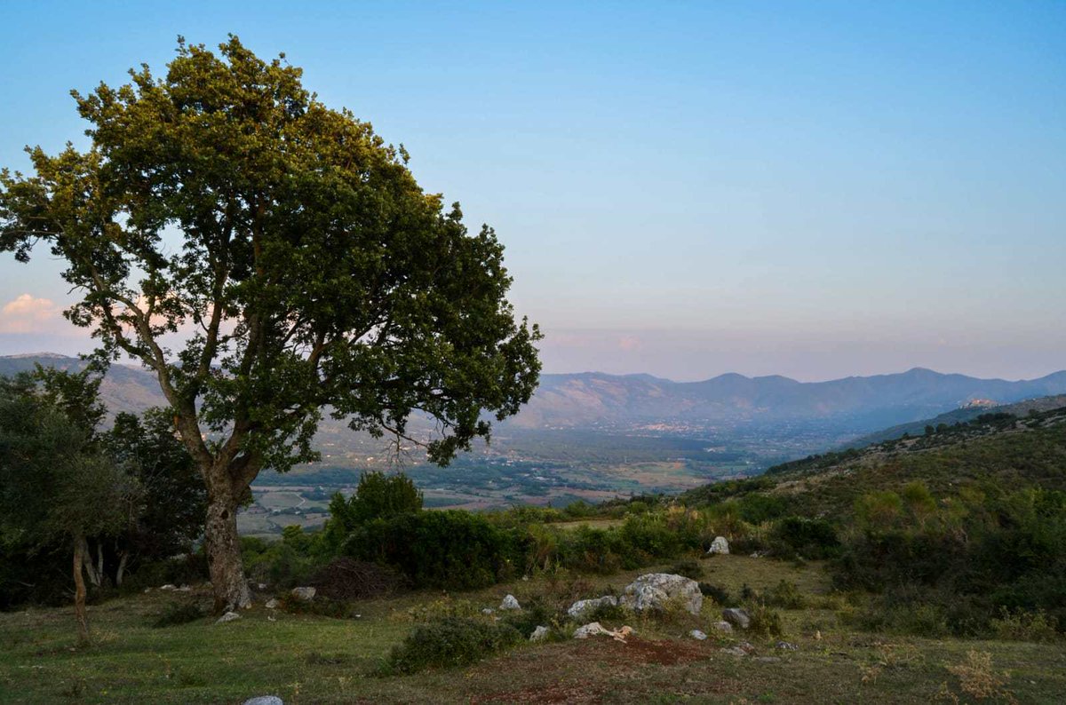 Telegolfo's tweet photo. Prossedi apre le porte ai daini del Parco del Circeo. Pincivero: “Se ci fossero le giuste condizioni metteremo a disposizione i nostri boschi”. https://t.co/Mx4tvD3Nw4 https://t.co/g4le4vuYQy