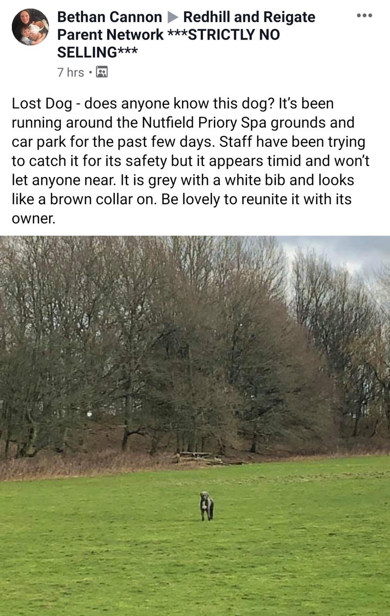 DebDebs2's tweet photo. Lost Dog #merstham #redhill #nutfield https://t.co/2TIXJAO8kO