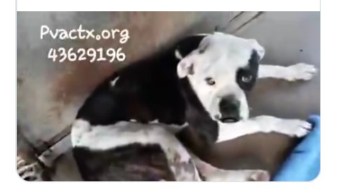 RalasGang's tweet photo. @MoishesMom โ EXTREMELY URGENTโ I love Murdoch..โคHe's a beautiful Harlequin Pibble..๐ Let's get him out of this hellhole!! #UrgentMedicalRescue #DeathRowPibble #retweet #foster #adopt ๐๐ #Pledge with @bvanhool to #SavePalmValleyPups!! #SaveMurdochPalmValley https://t.co/EB83A6szaM https://t.co/IadwBztPcg