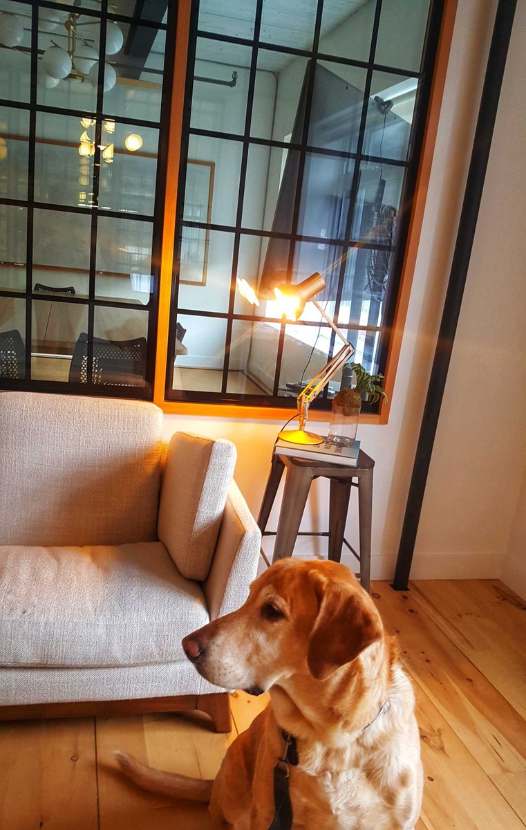 Anomaly_MTL's tweet photo. Our coworkers are 'paw-sitively' adorable ! 🐶🍃#anomalymtl

#montreal #montrealtech #killerspaces #workplacedesign #cowork #jungalow #officedesign #jobs #startups #instadesign #instamontreal #coworking #canada #tech #team #workspace #coolofficespace #mtl https://t.co/Qy52iIKhQy