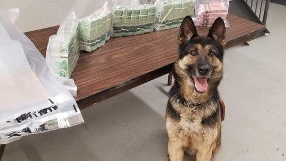 OPP_News's tweet photo. Jax the #OPPCanine was a very good boy last week! He helped @OPP_NWR officers locate $250,000 in Canadian currency! With 220 million scent receptors, #PoliceDogs are invaluable partners in #PublicSafety and #CrimePrevention. Atta boy, Jax! https://t.co/RqlcFGp3Xx
