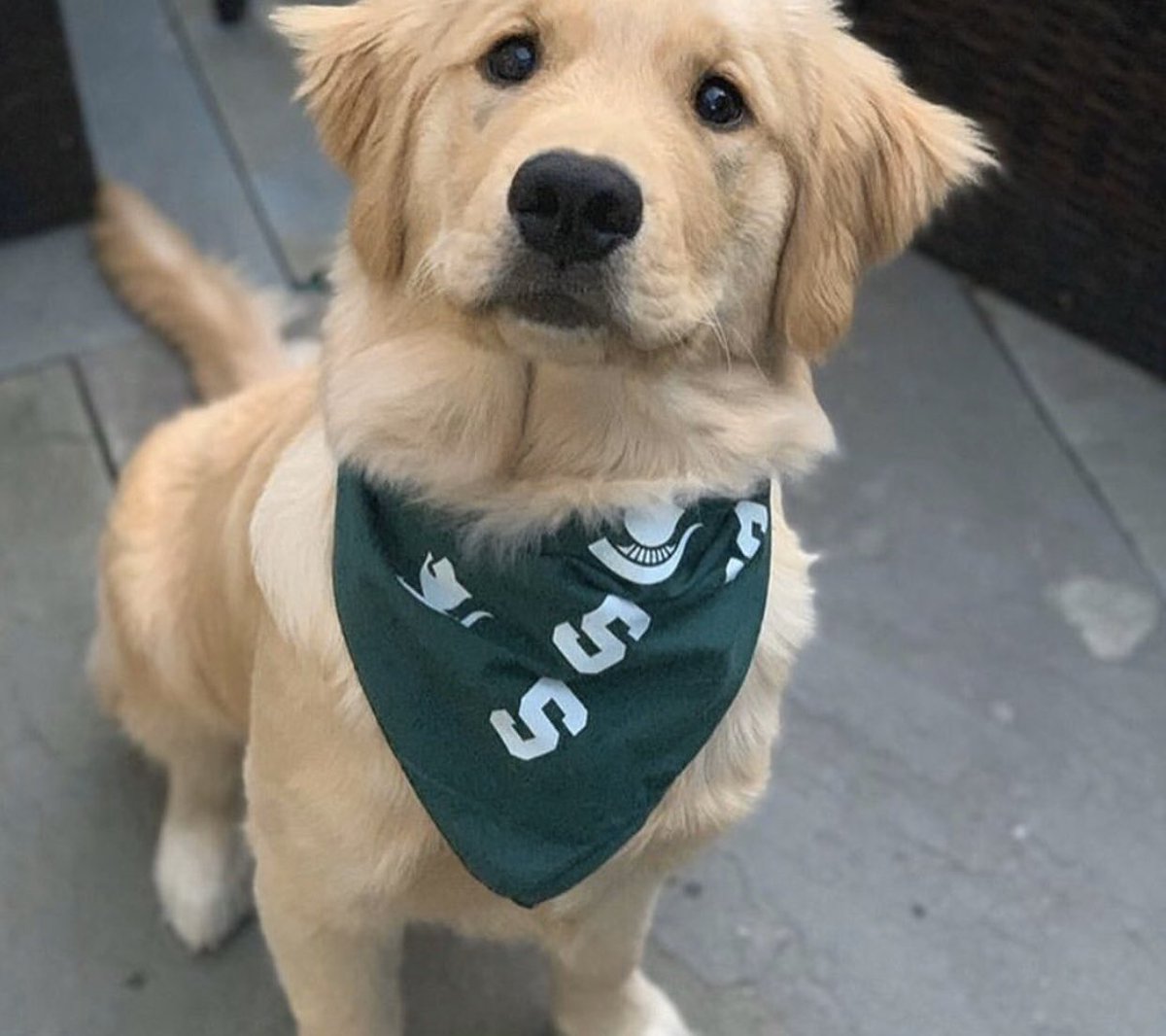 BarstoolMSU's tweet image. Happy #GoodBoyFriday MSU! We got some real Spartan Dawgs right here. GO GREEN!

⬇️⬇️⬇️⬇️