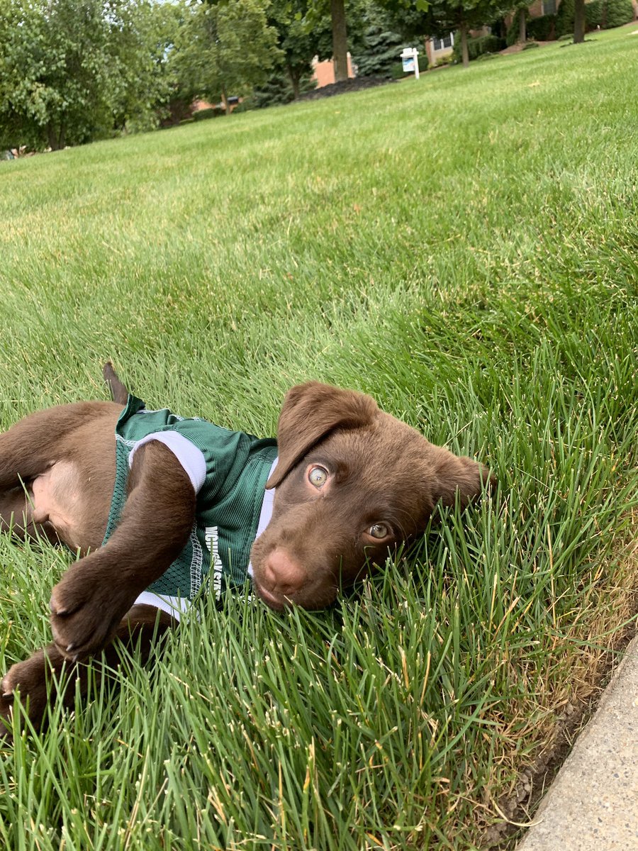 BarstoolMSU's tweet image. Happy #GoodBoyFriday MSU! We got some real Spartan Dawgs right here. GO GREEN!

⬇️⬇️⬇️⬇️