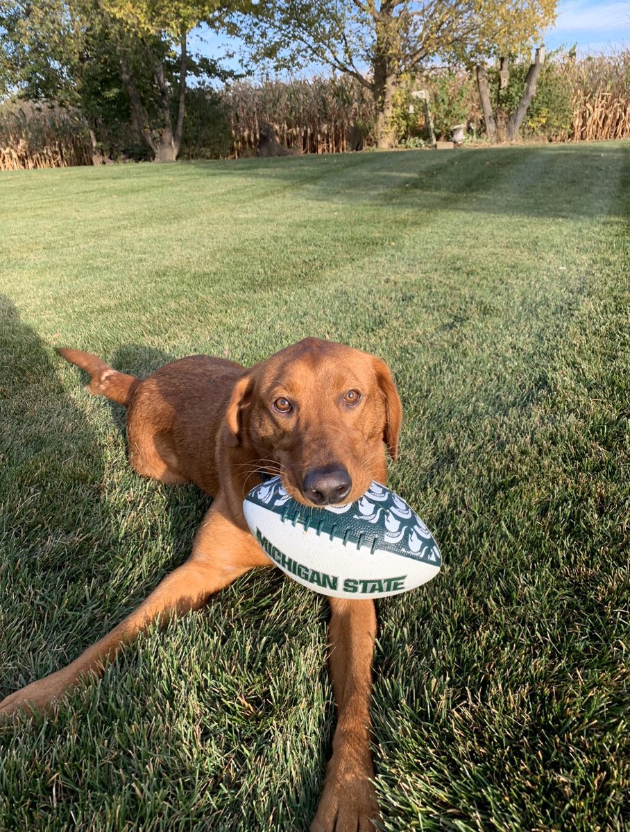 BarstoolMSU's tweet image. Happy #GoodBoyFriday MSU! We got some real Spartan Dawgs right here. GO GREEN!

⬇️⬇️⬇️⬇️
