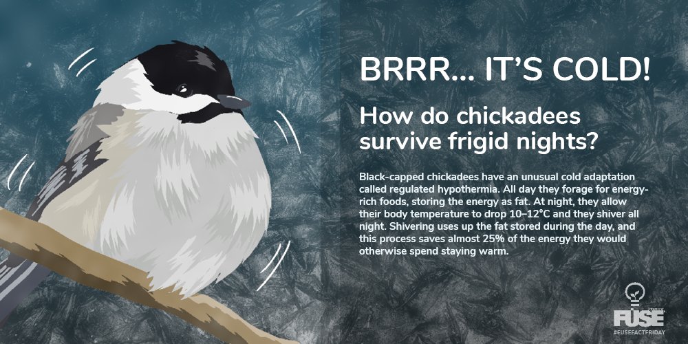 Infographic on regulated hypothermia in chickadees. At night, they will drop their body temperature by 10-12 degrees Celcius.