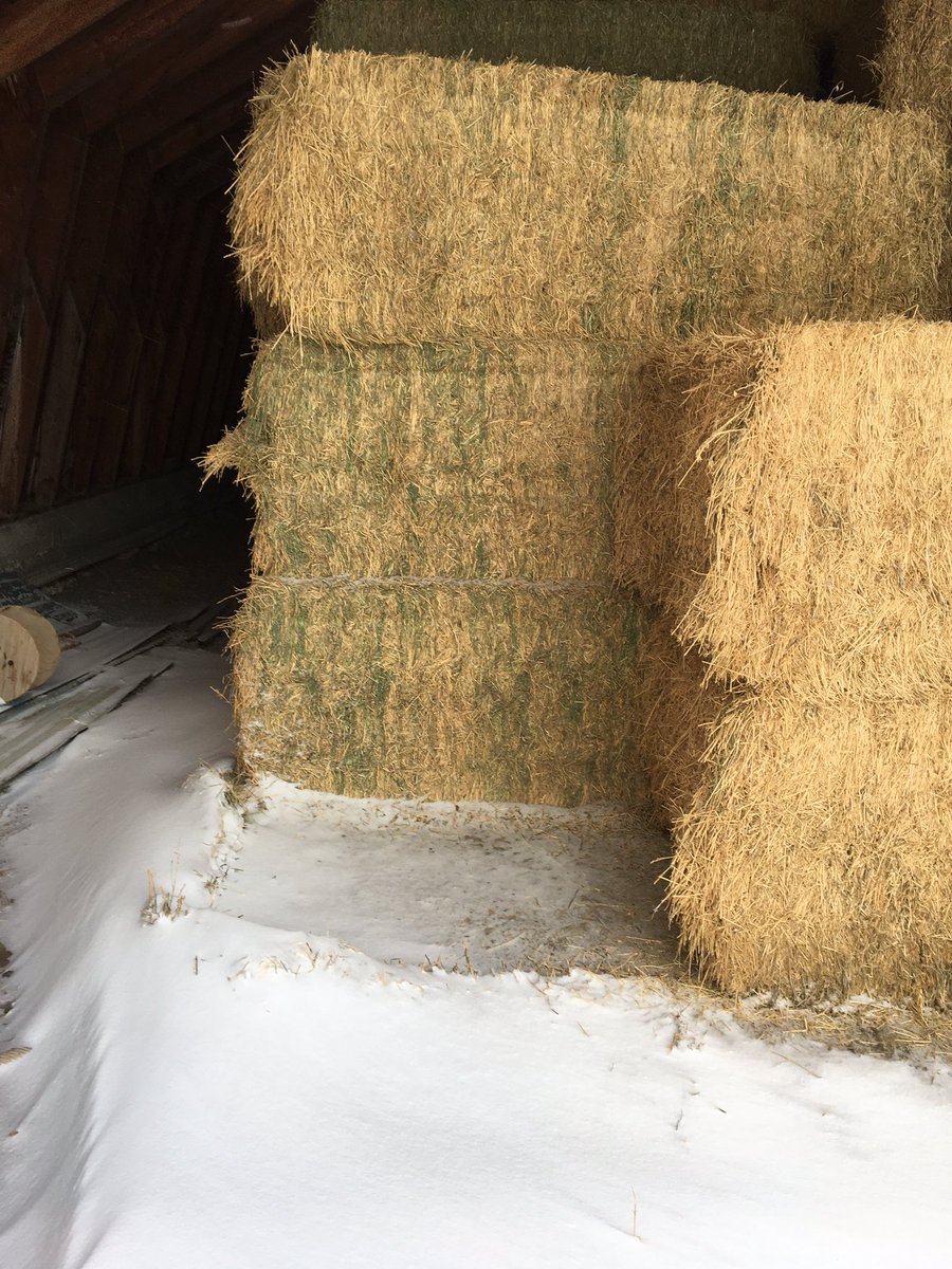 shaunturner87's tweet photo. I have some hay to sell if anyone is looking. 100 3x4 alfalfa meets dairy specs. Also about 450 small square grass alfalfa mix. Everything is shedded. Located near Milk River AB. DM me for prices and more information. https://t.co/Byfq6MTasD