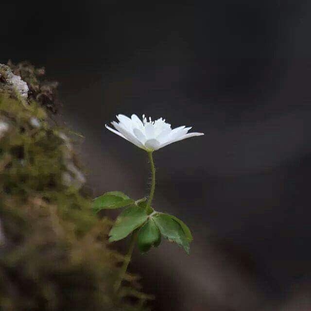 지워야 할 때
지우지 못하고

보내야 할 때
보내지 못하고

침몰 할 때까지 방치 했던
어리석음 

버리고 나면
이토록
고요로운 것들

비우고 나면
이토록 
평화로운 것을...

「김민소」