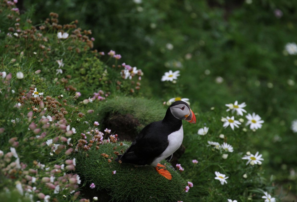 OnTheKWTrail's tweet photo. A wee tammie norrie to keep us company at Sumburgh Head whilst we looked for whales! 😍

@sumburghhead @rspb_love_nature @RSPBScotland
@PromoteShetland

#sumburghhead #puffin #Shetland #UK #birdsofshetland #ukbirds #tammienorrie https://t.co/6JWhWq1Lph