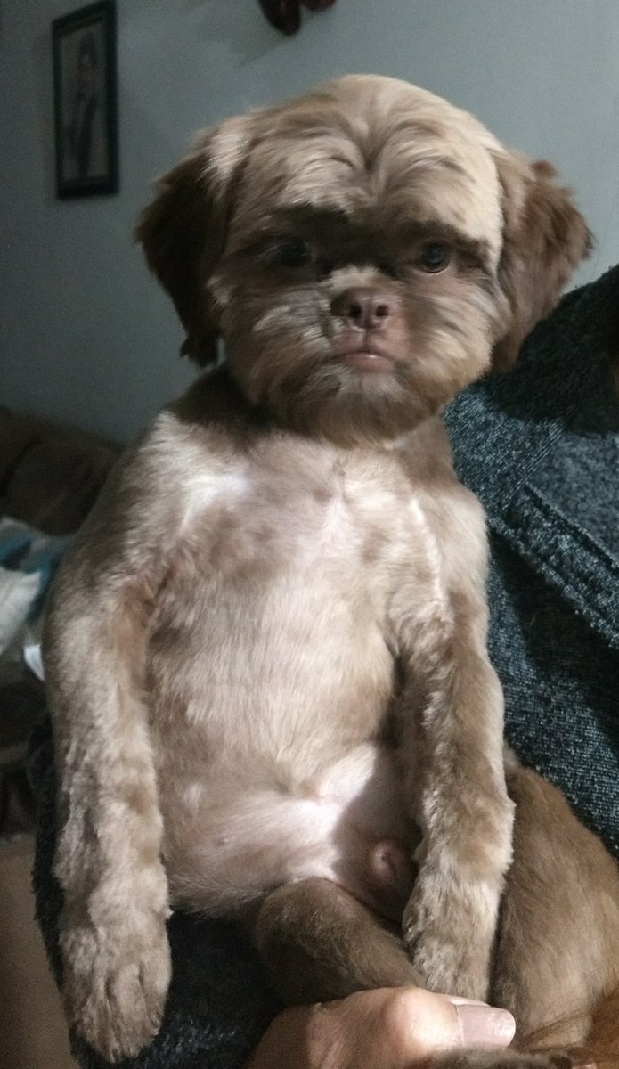 Felzi_'s tweet photo. Meu cachorro no colo da minha vó parece uma criança mto peluda e triste https://t.co/fyvok6iqEV