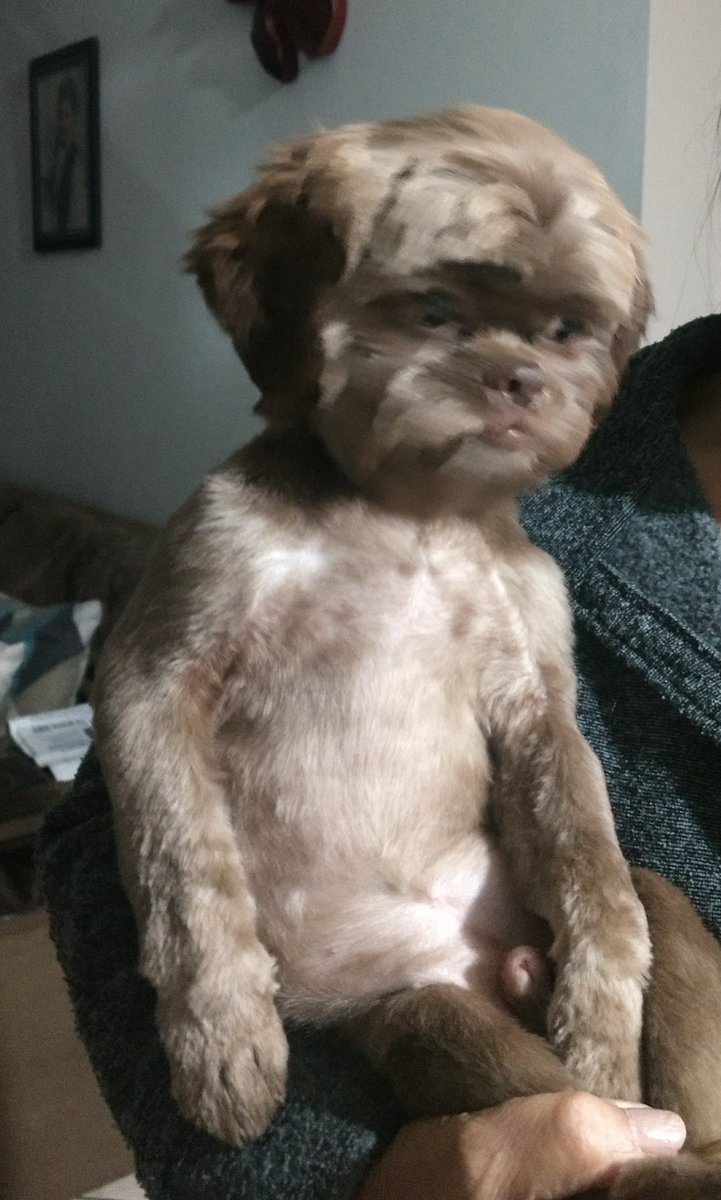 Felzi_'s tweet photo. Meu cachorro no colo da minha vó parece uma criança mto peluda e triste https://t.co/fyvok6iqEV