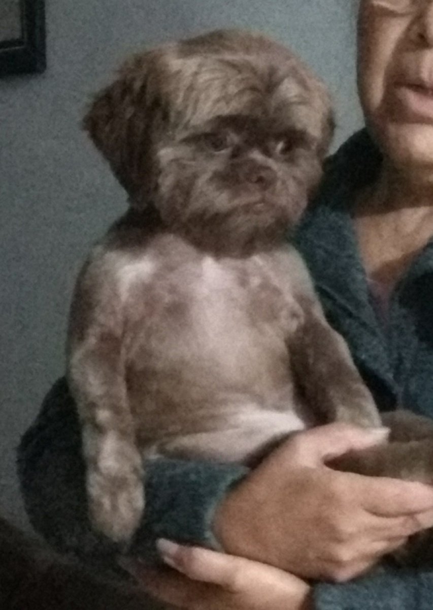Felzi_'s tweet photo. Meu cachorro no colo da minha vó parece uma criança mto peluda e triste https://t.co/fyvok6iqEV