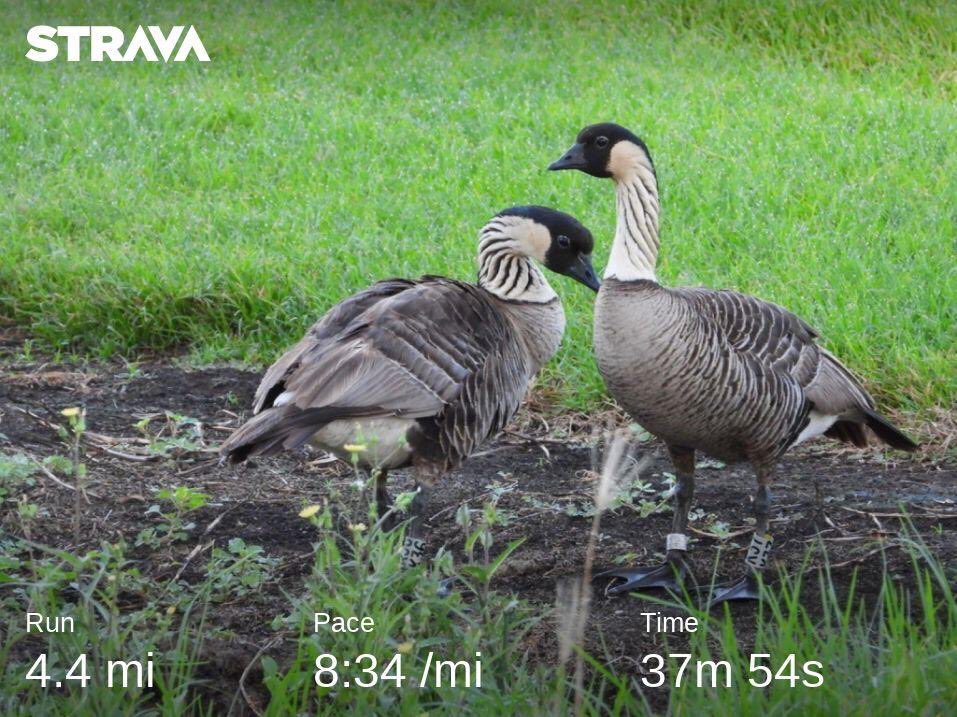 gpar2000's tweet photo. Easy run to keep the engine running for the #marathon tomorrow. 4.4 miles in hot, humid #Hawaii - Big Island. These are Nene or Hawaiian Goose, State bird! #marathontraining #earthathon #wishmeluck https://t.co/dGdrA0bHZm
